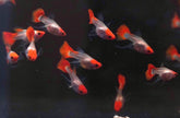 LIMITED STOCK “Glass Belly” See Through Koi Ribbon Guppy